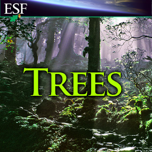 Trees Trees